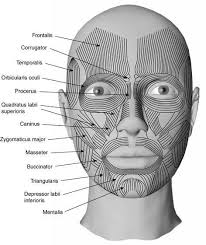 medical transcription facial muscles in 2019 facial