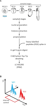 These modifications alter the structure of. Mitotic Activity Shapes Stage Specific Histone Modification Profiles During Xenopus Embryogenesis Biorxiv