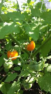 Profile for The Garden of Champions