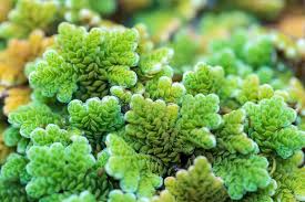 Image result for Azolla pinnata