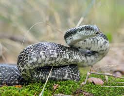 In most forms, the head is predominantly white anterior to the eyes and on the sides, otherwise it is black to brown. Gray Ratsnake Wikipedia