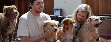 Maybe you would like to learn more about one of these? Volunteer Peru Dog Rescue Dog Shelter Globalteer