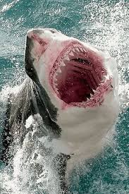 Say Cheese Whiskers 5k B4m Sold Information Go To Kbetham24 Gmail Com Controversy White Sharks Shark Great White Shark