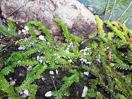 Image result for Lycopodiella caroliniana