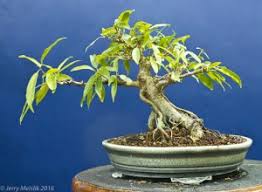 Image result for Ficus tremula