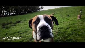 Maybe you would like to learn more about one of these? Boerboel Breeders Uk Sandaharr Boerboels Sandaharr Boerboels