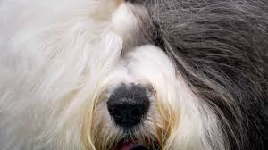 Advice on this forum is absolutely not a substitute for professional advice from a certified behaviorist, trainer, lawyer, or medical. Save The Dulux Dog This Morning