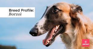 The borzoi (borzaya, meaning sighthound), also called the russian hunting sighthound (russian: Is The Borzoi The Right Dog Breed For You