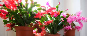 Sea como sea, hoy te contaremos qué pasa si alguien denuncia una. Los Mejores Consejos Para Cuidar De Tu Cactus De Navidad