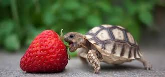 Image result for cute animals