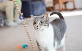 Ruyada Kirmizi Kedi Gormek