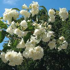 Bauernjasmin Schneesturm Manufactum Blutenhecke Schneesturme Pfeifenstrauch