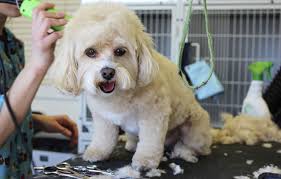 Dog Grooming Hair Length Chart Luxury Things Your Dog