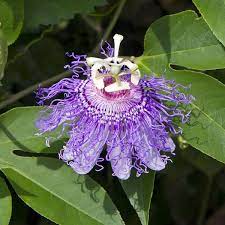 Passion Flower Maypop Passiflora Incarnata My Garden Life