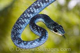 Australian Trees Snake Green Trees