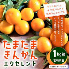 楽天市場 ふるさと納税 たまたま きんかん エクセレント 1kg箱 宮崎県産 完熟 金柑 柑橘 旬 フルーツ 果物 くだもの 予約 九州 国産 送料無料 宮崎県えびの市 ふるさと納税 えびの くだもの