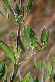 Image result for Diplolophium