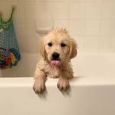 You can also upload and share your favorite dog wallpapers. Puppies And Us Dogs Lovers Instagram Photos And Videos