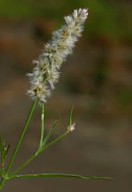 Image result for Kyphocarpa angustifolia