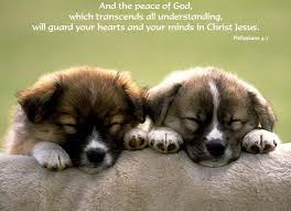 Bible Quoted Pics S Image Picture Quotes Cute Animals Animals Images