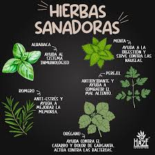 Las plantas ? medicinales tienen muchas propiedades naturales que ayudan a  combatir el insomnio, estrés, resfriados. - Orégano: Es una de las plantas  más usadas en la cocina, sin embargo, también tienen