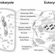 We did not find results for: Pdf Ancient Fossil Record And Early Evalution Ca 3 8 To 0 5 Ga