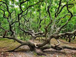 Image result for Osyris compressa