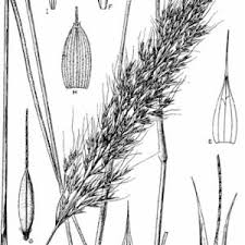 Image result for Loudetia simplex