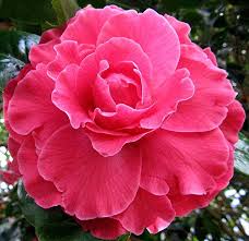 Pin On Camellias