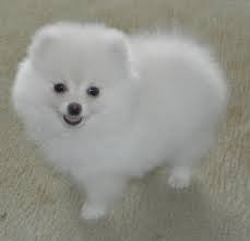 36 Most Amazing White Pomeranian Pictures And Photos