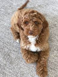 Because mini labradoodles are so popular, there's much incentive for puppy farms and unethical breeding, as we mentioned before. Labradoodles Of Montana Labradoodle Australian Labradoodle Red Labradoodle