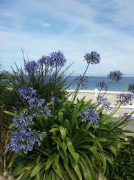 Epingle Par Stamatia Livanou Sur Jardin Terrasse Jardin Idees Jardin Amenagement Jardin