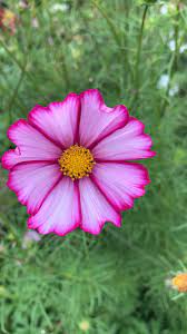 Cosmos In Pink Bloom Video Pansies Flowers Cosmos Flowers Flowers Nature