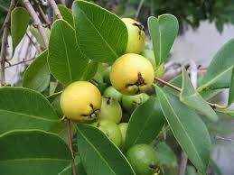 Image result for Wajira grahamiana
