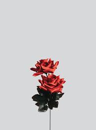 Red roses roses background purple rose live wallpaper clock winter rose #live wallpaper for os android valentine roses wallpapers. Minimalist Rose Wallpapers Top Free Minimalist Rose Backgrounds Wallpaperaccess