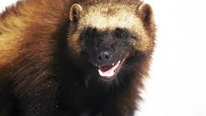 The Hunter S High Road The Relentless Wolverine Wolverine Animal Wild Animals Videos Animals