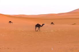 We hope you enjoy our growing collection of hd images to use as a background or home screen for your smartphone or computer. Desert With Some Camels Stock Image Image Of Province 103711499