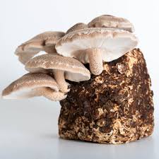 Image result for Lentinus edodes