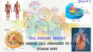 Cytoplasm, ribosomes, rough endoplasmic reticulum; Cell Analogy Project By Kimmy Mabruk