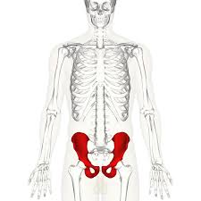 Trabeculae are similar to osteons in that both have osteocytes in lacunae that lie. Hip Bone Wikipedia