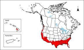 Image result for Alectra vogelii