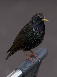 Common Birds Of Cape Cod Pakistan Food Fish 6346 Recipes Foods Food Pakistan Food Haben Sie Mehr Informationen Auf Unserer Site Pakistanfoodtru Common Starling Starling Birds