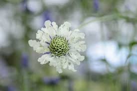 Image result for Cephalaria