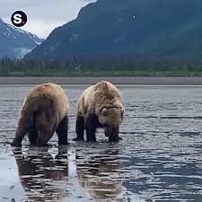 Hikers Amazed by Grappling Bears in Alaskan National Park