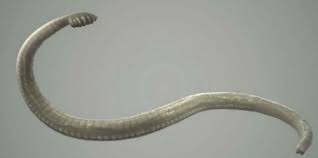 Namun begitu telur cacing pita liat sikit cacing kerawit aik.yek hee pastu dia akan keluar dekat kemaluan si kecil.saya masa kecil selalu di ubat ini. Cacing Di Kamar Mandi Bikin Geli Ini Cara Ampuh Membasminya Feed Merdeka Com