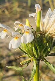 Image result for Hygrophila okavangensis