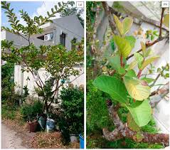 Image result for Psidium guajava