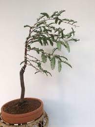 Learn Growing Tamarind Bonsai From Seeds Lifezshining Bonsai Bonsai Art Flowering Bonsai Tree