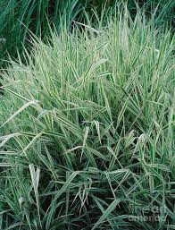 Image result for Phalaris arundinacea