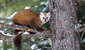 Vertreiben lässt sich ein marder durch eine elektronische marderscheuche im motorraum und mardervergrämungsspray. Marder Aus Dem Haus Vertreiben So Werden Sie Den Qualgeist Wieder Los